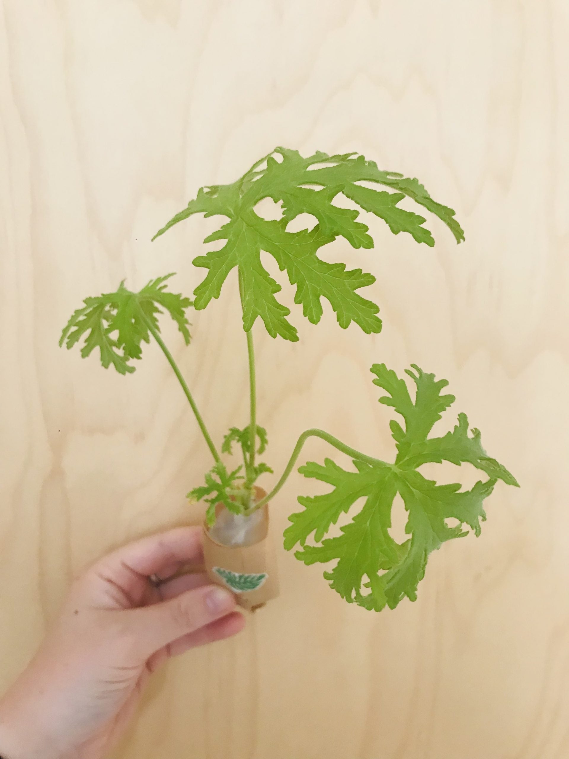 Pelargonium Graveolens (citroengeranium)