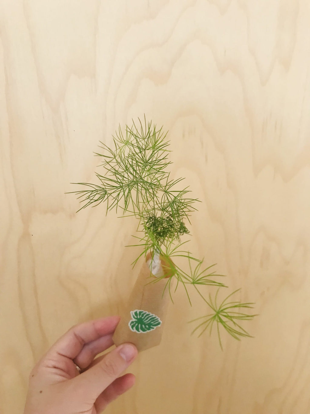 Asparagus Myriocladus (sierasperge)