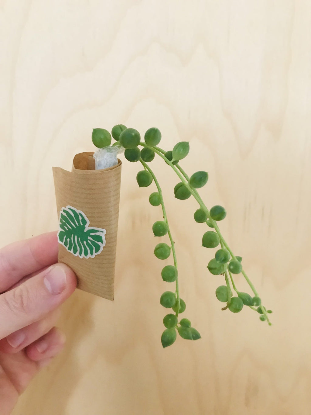 Senecio Rowleyanus (erwtenplant)