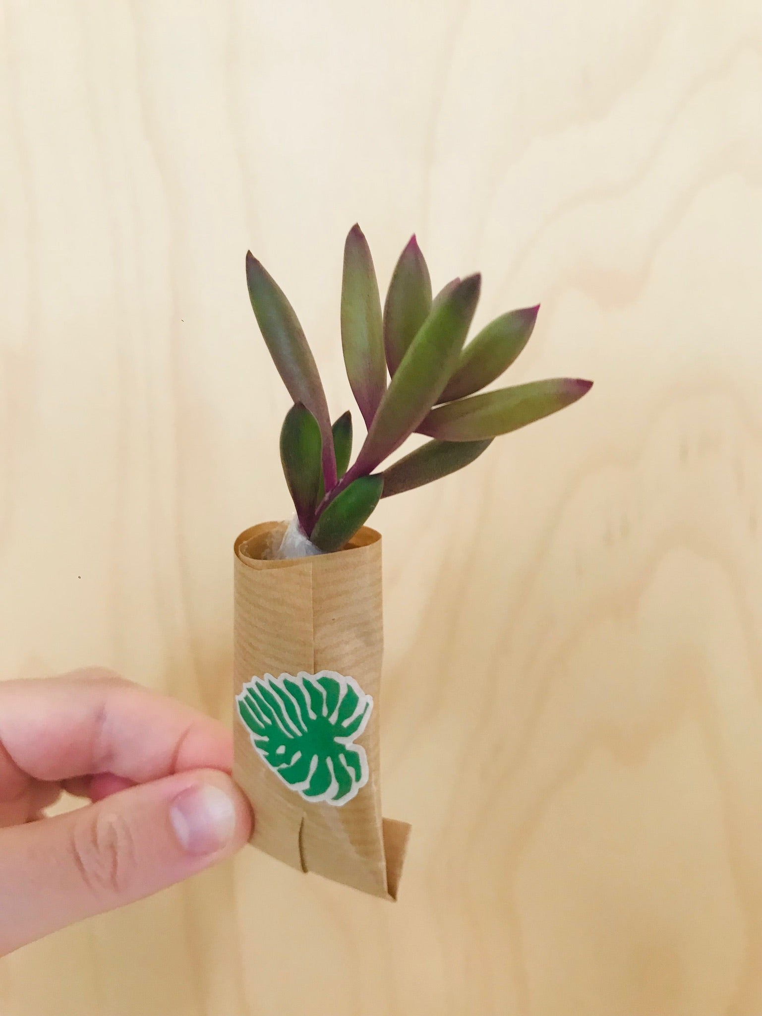 Senecio Herreianus Purple Flush