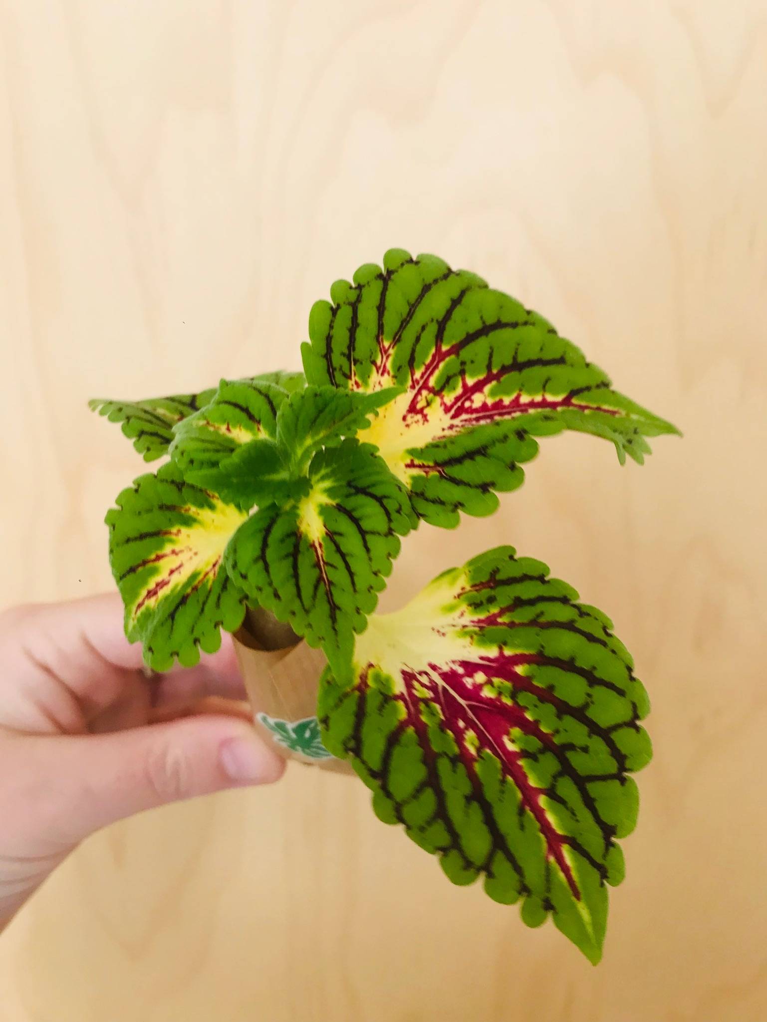 Coleus (siernetel) (ongeworteld)