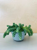 Sedum Burrito (ongeworteld)