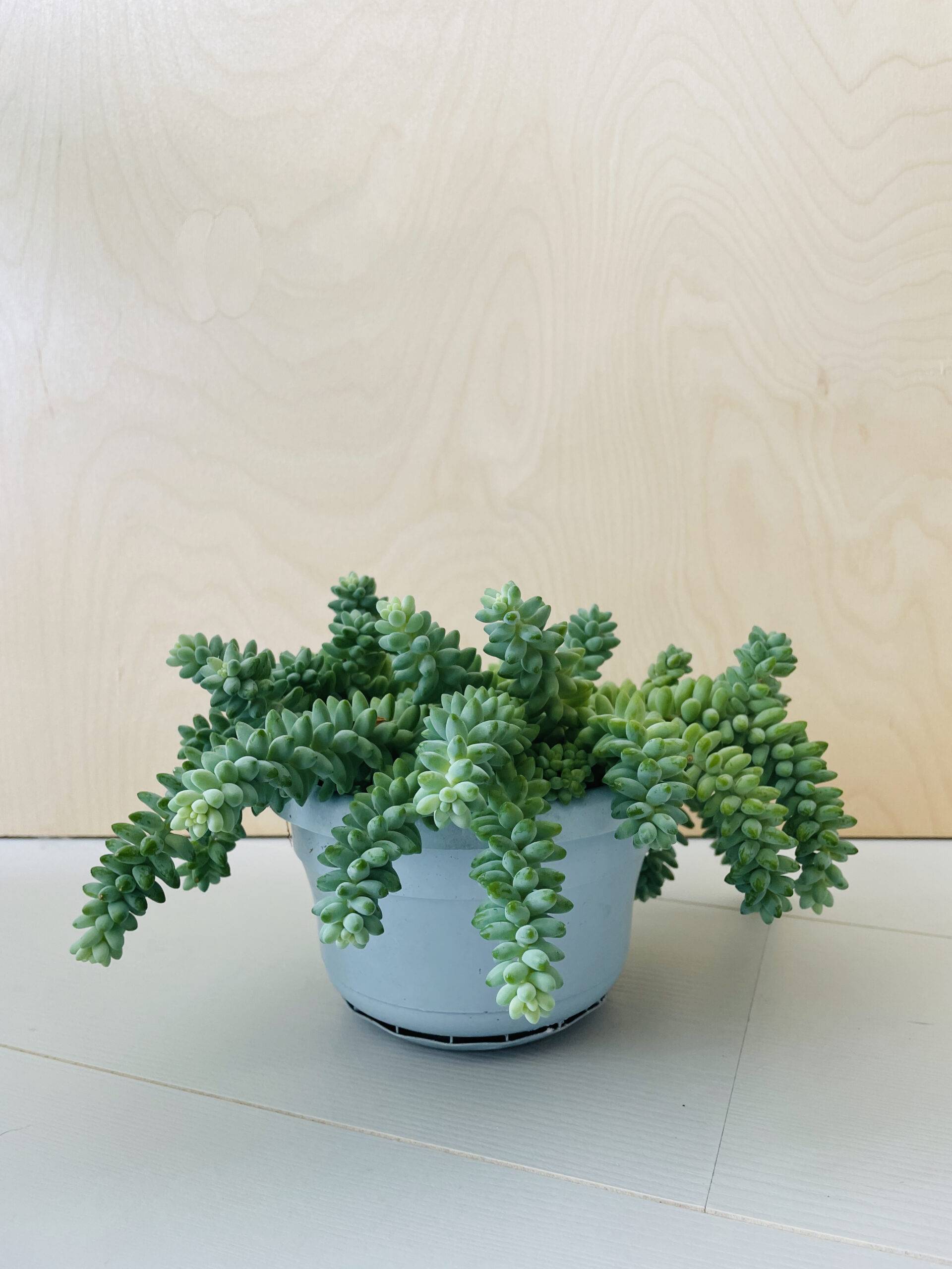 Sedum Burrito (ongeworteld)