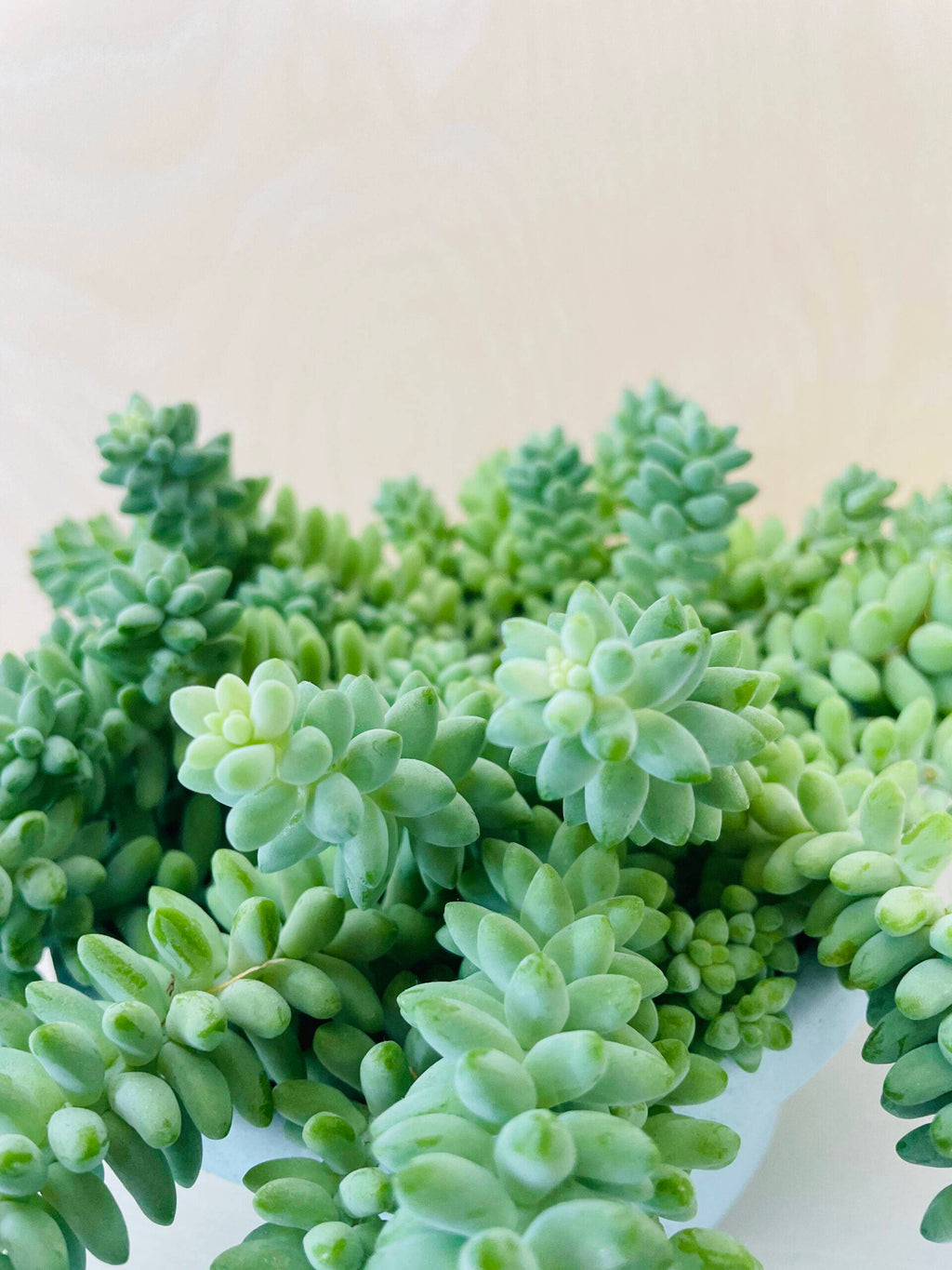 Sedum Burrito (ongeworteld)