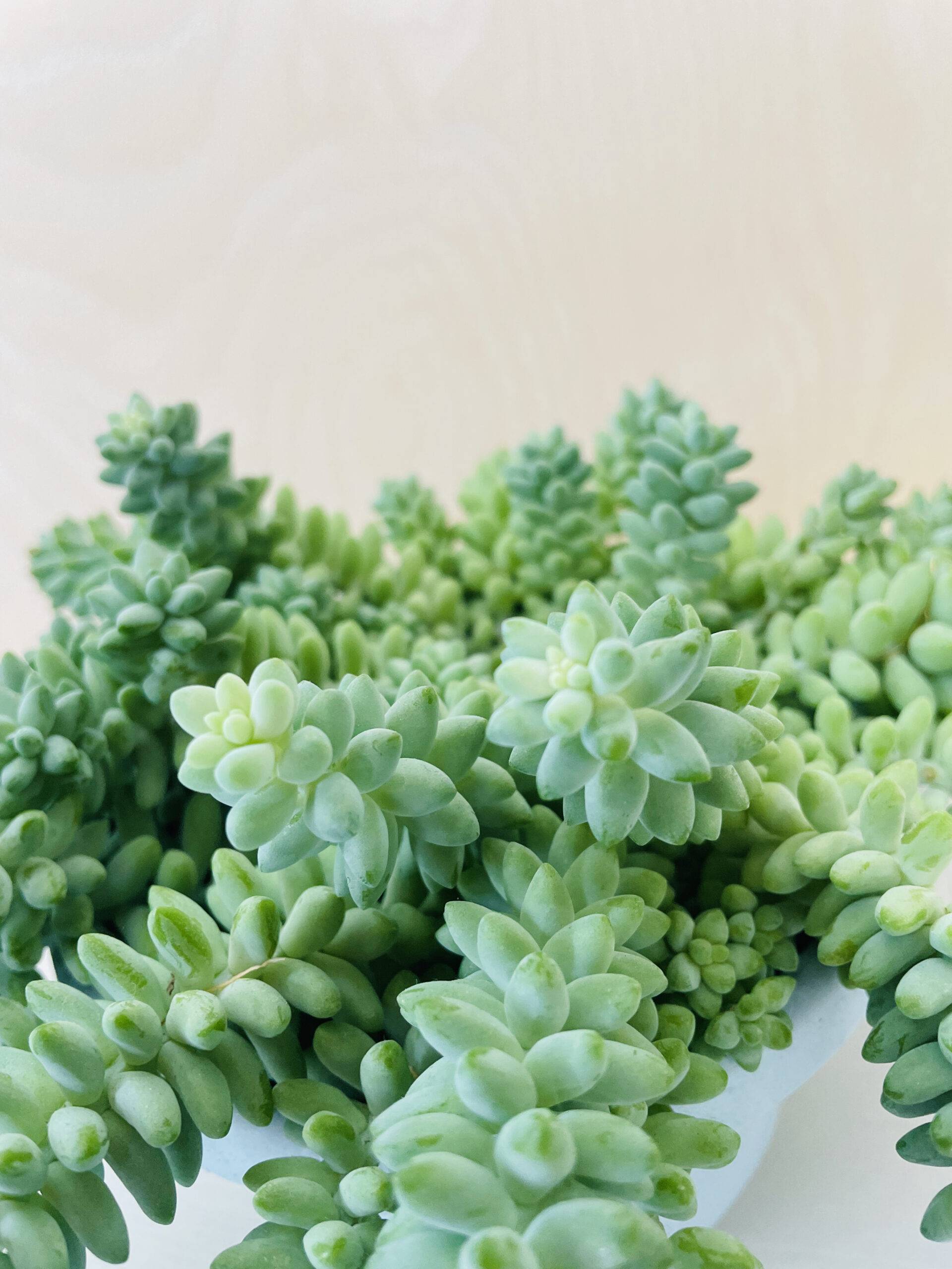 Sedum Burrito (ongeworteld)
