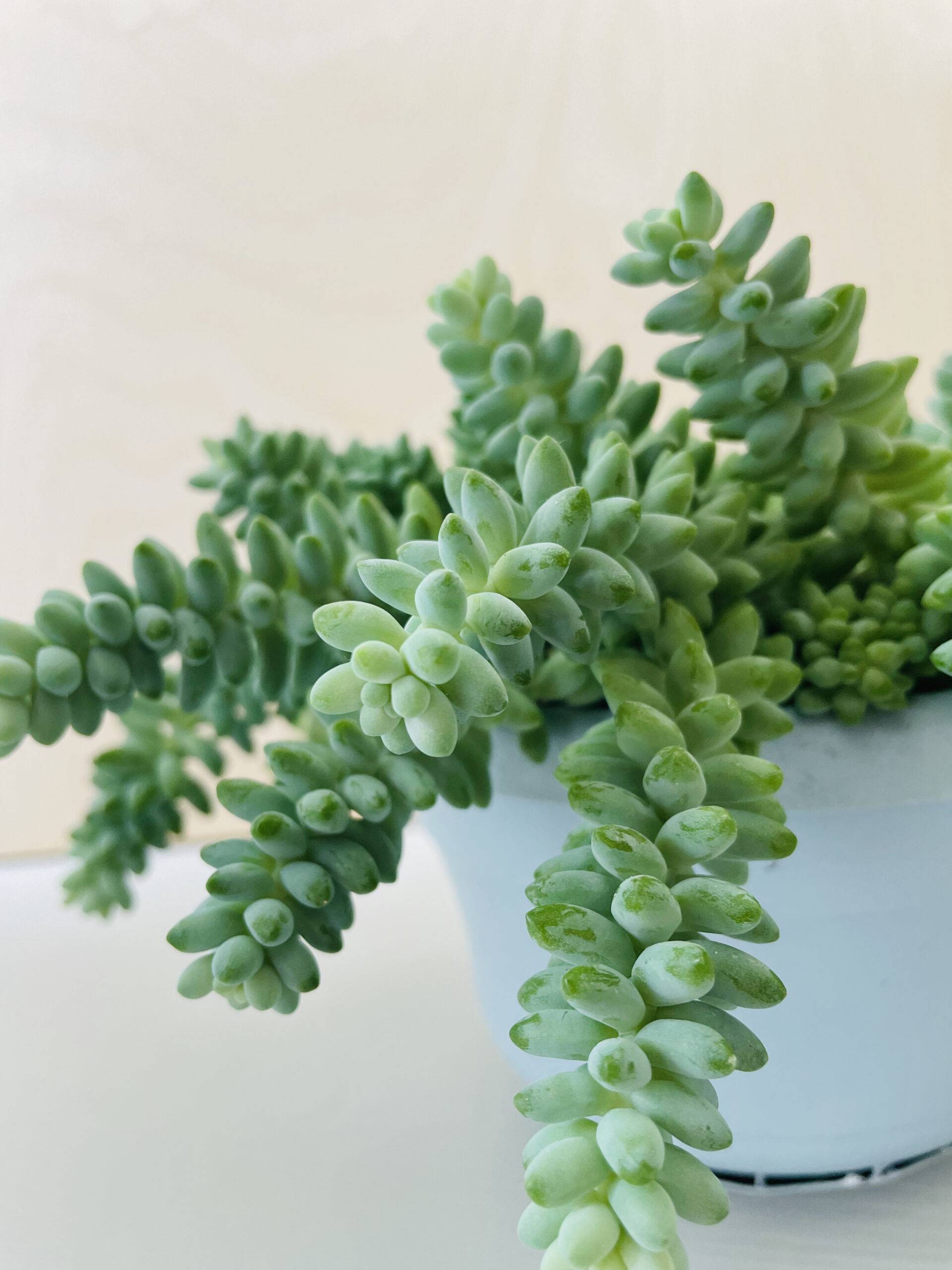 Sedum Burrito (ongeworteld)