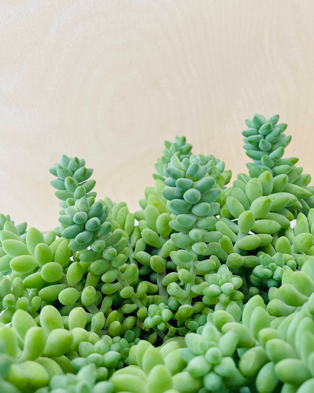 Sedum Burrito (ongeworteld)