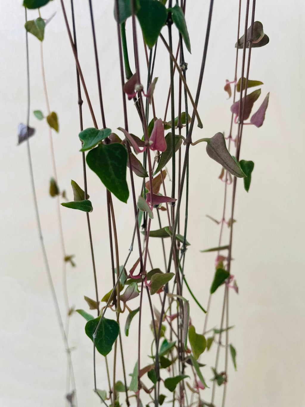 Ceropegia Woodii 'Orange River'