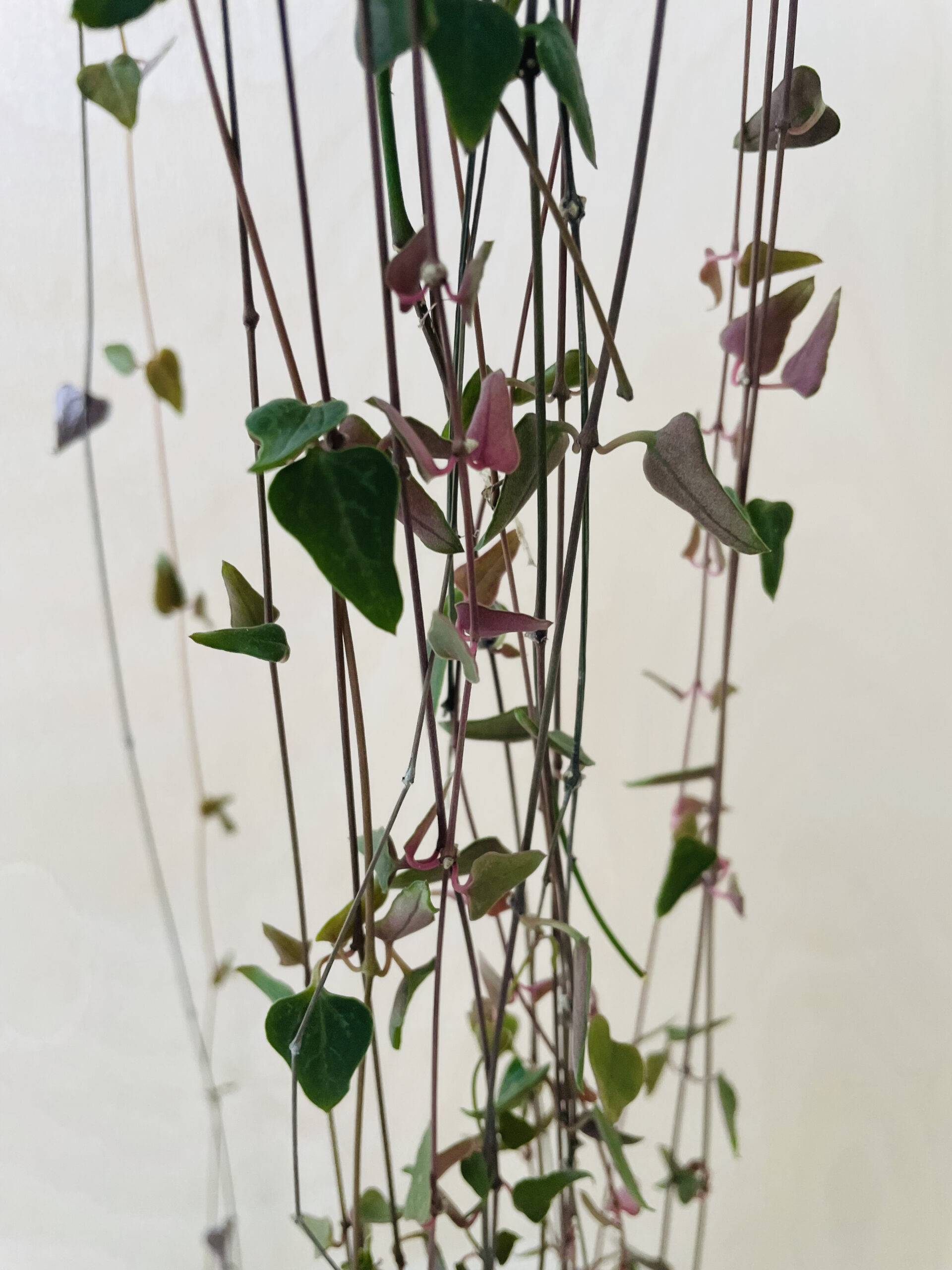 Ceropegia Woodii 'Orange River'