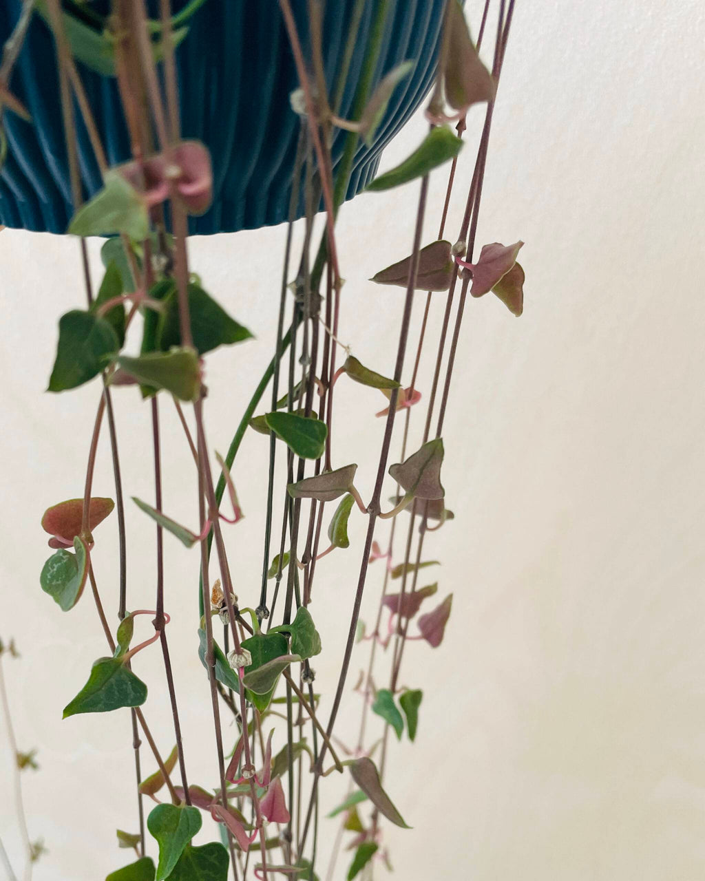 Ceropegia Woodii 'Orange River'