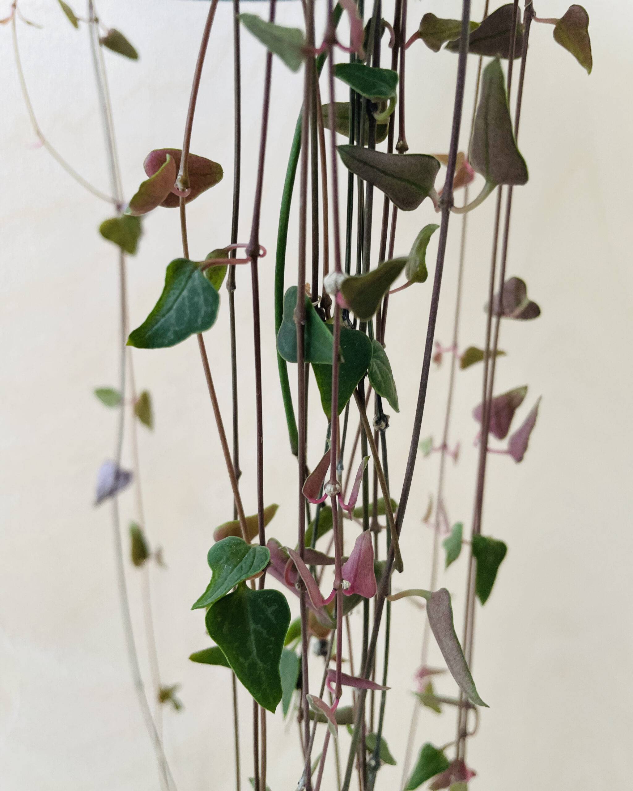 Ceropegia Woodii 'Orange River'