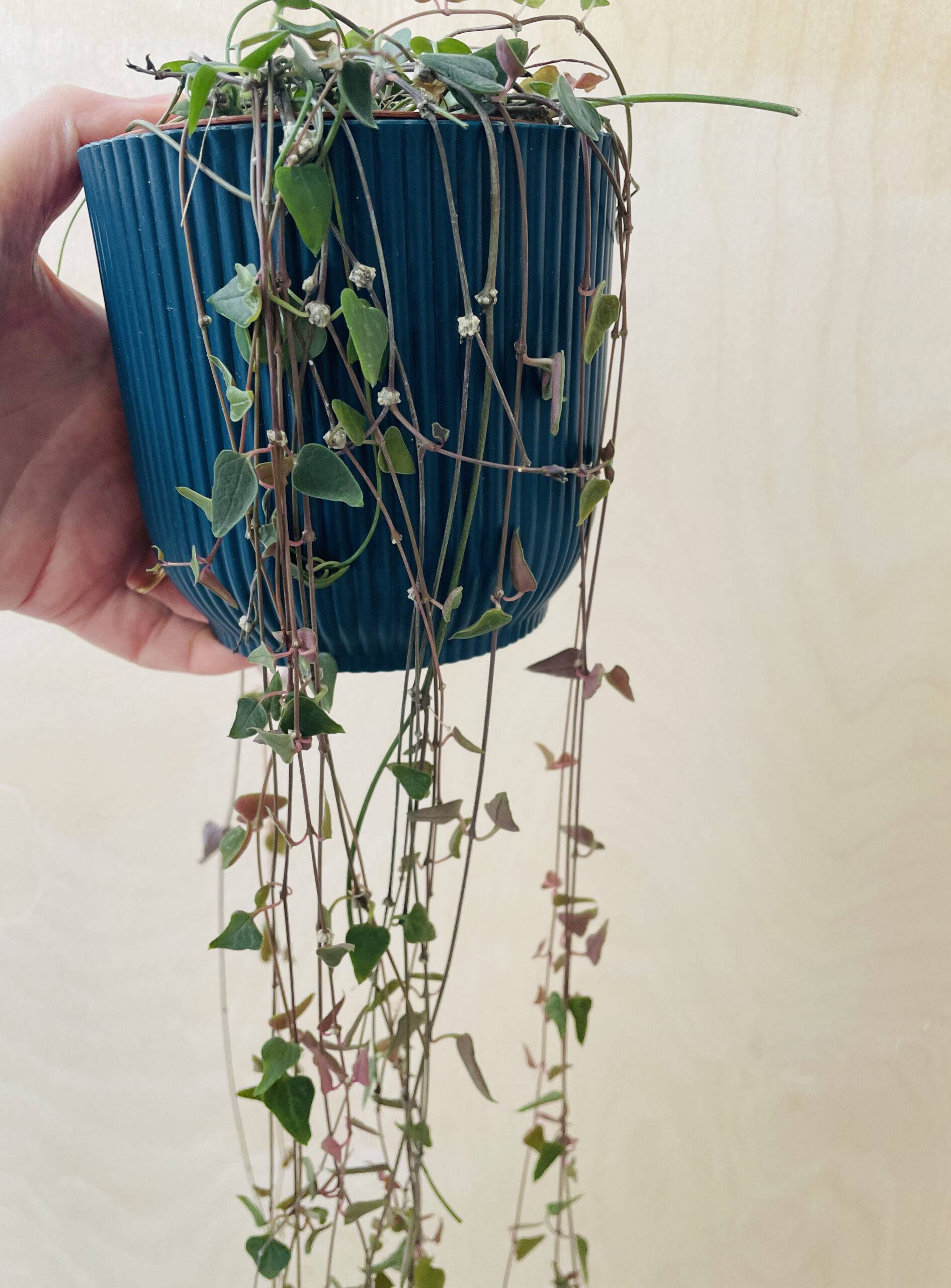 Ceropegia Woodii 'Orange River'