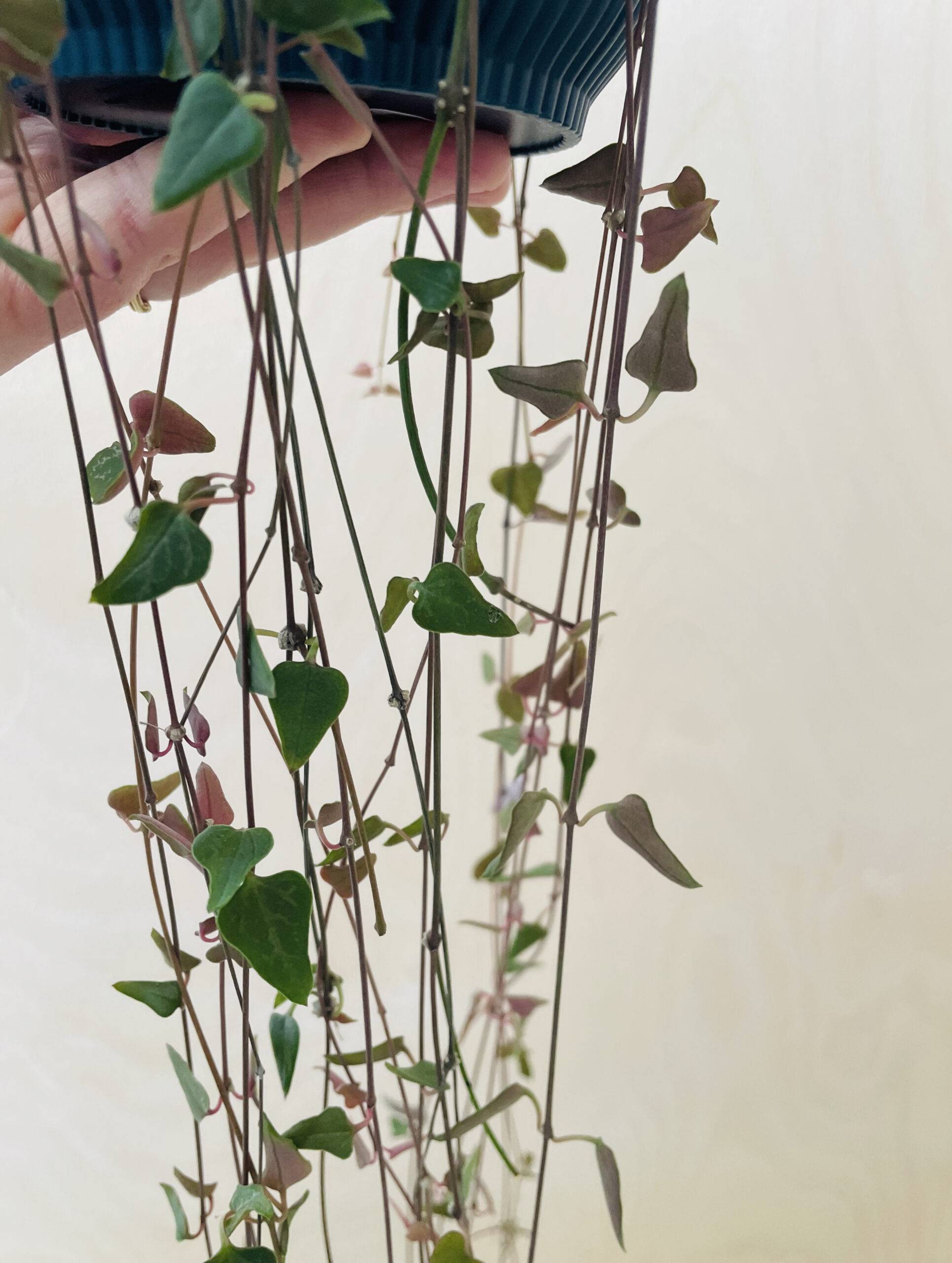 Ceropegia Woodii 'Orange River'