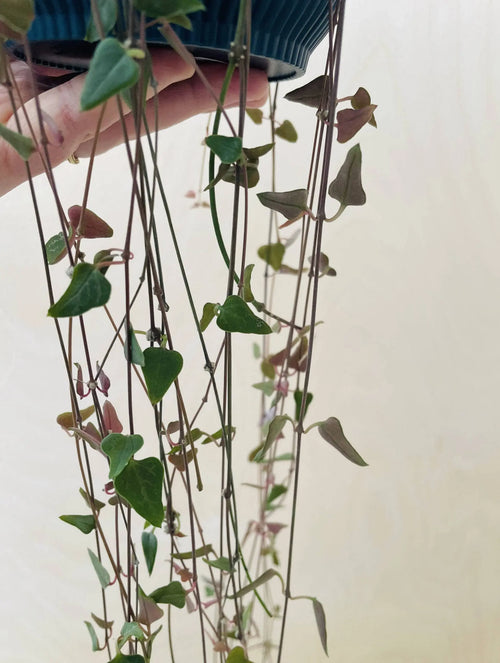 Ceropegia Woodii 'Orange River'