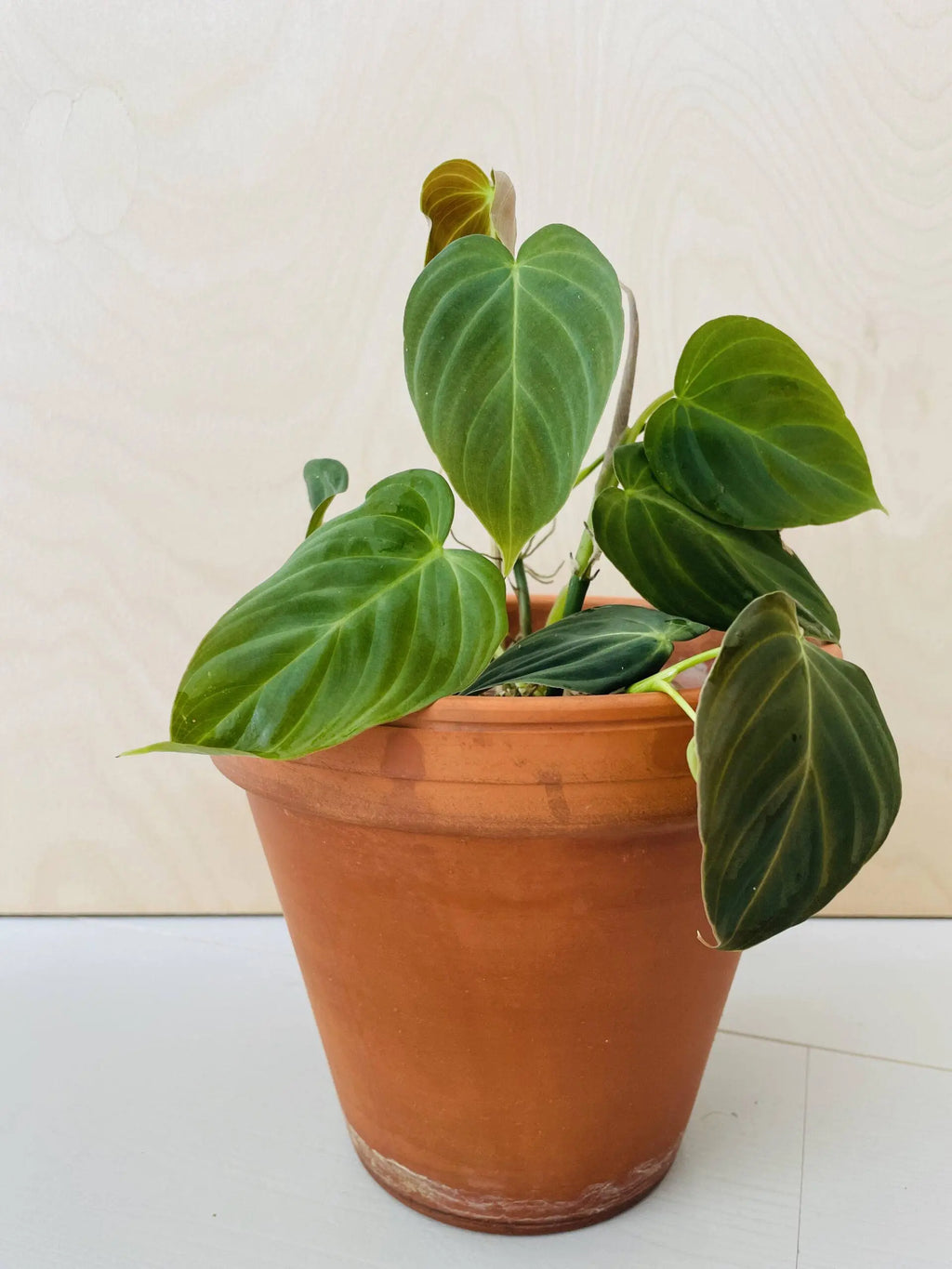 Philodendron Melanochrysum