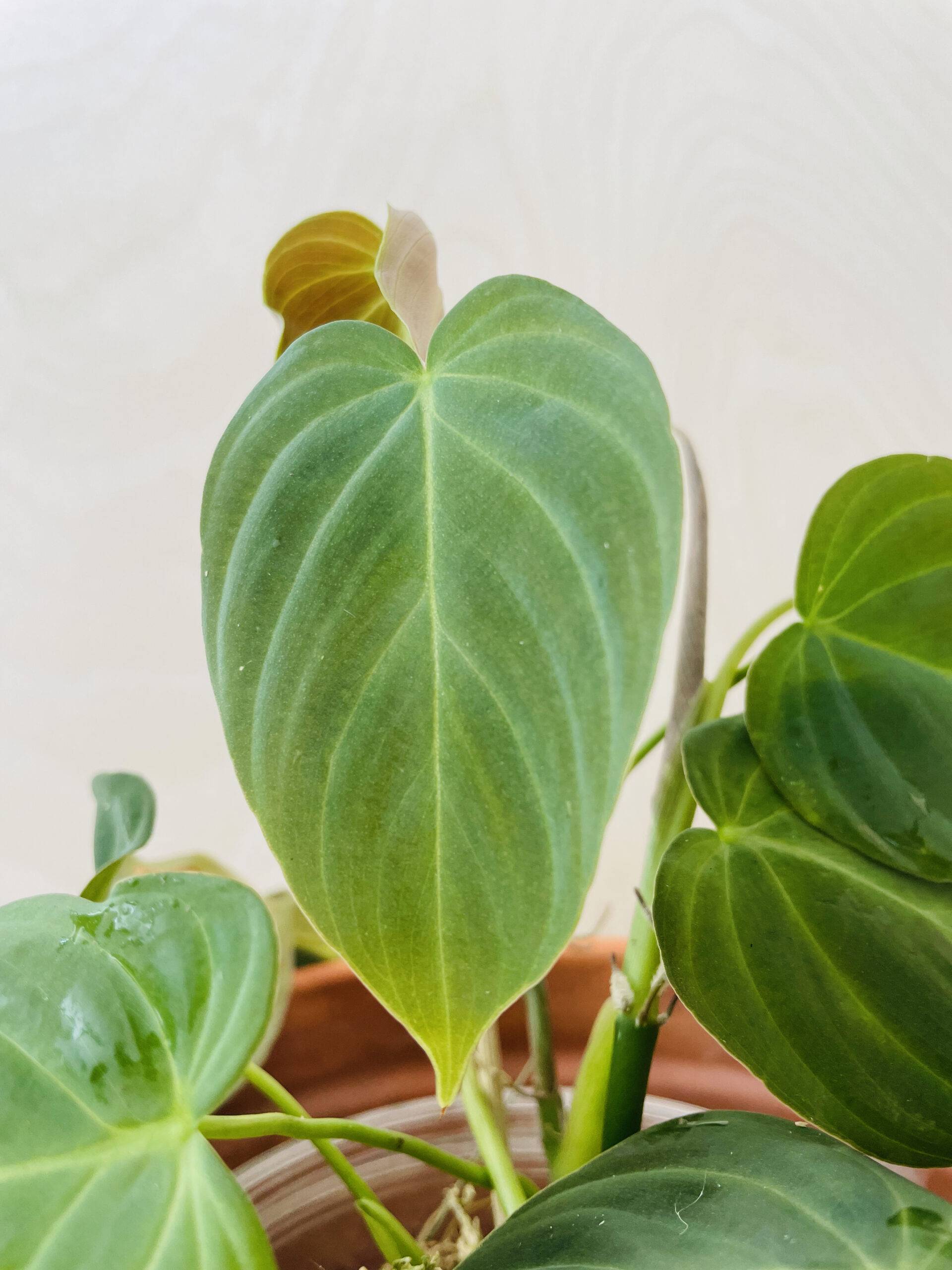 Philodendron Melanochrysum
