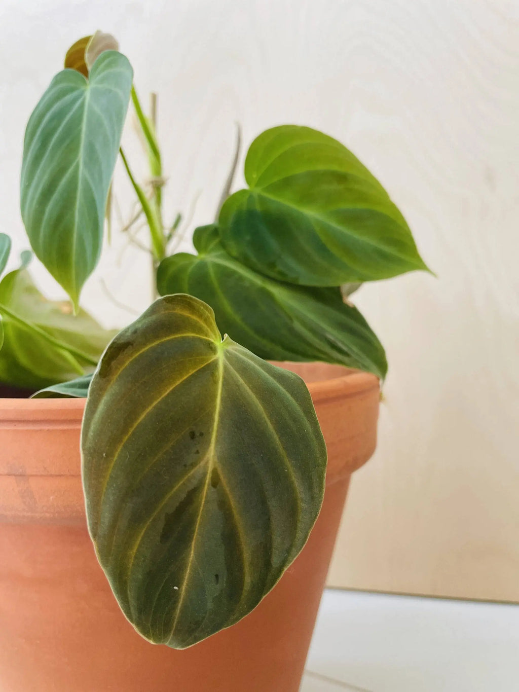 Philodendron Melanochrysum