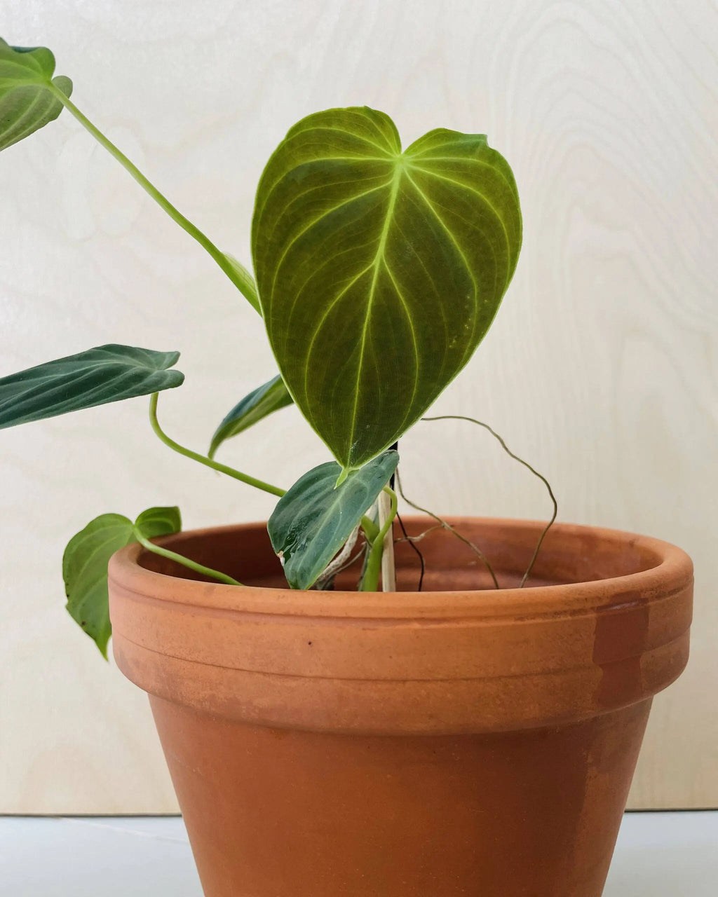 Philodendron Melanochrysum