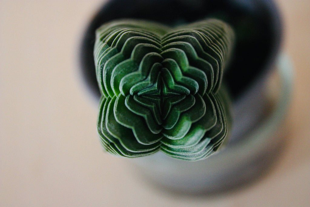 Crassula Buddha's Temple