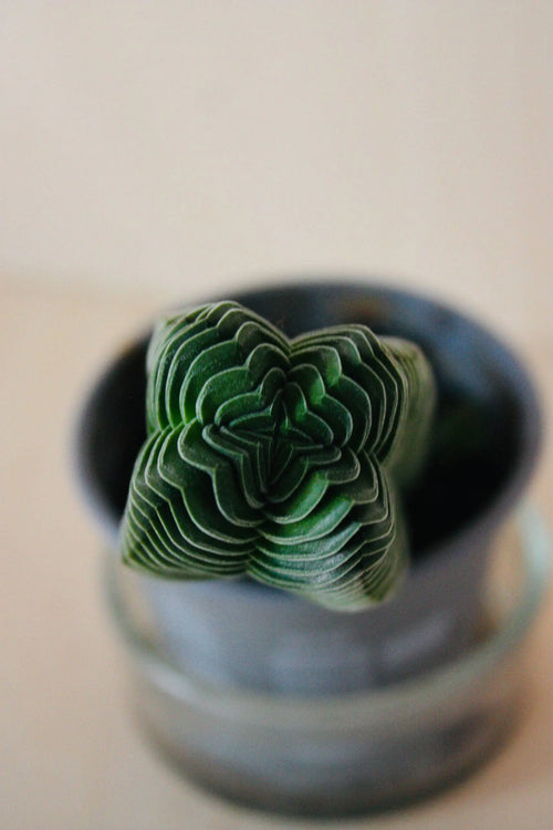 Crassula Buddha's Temple
