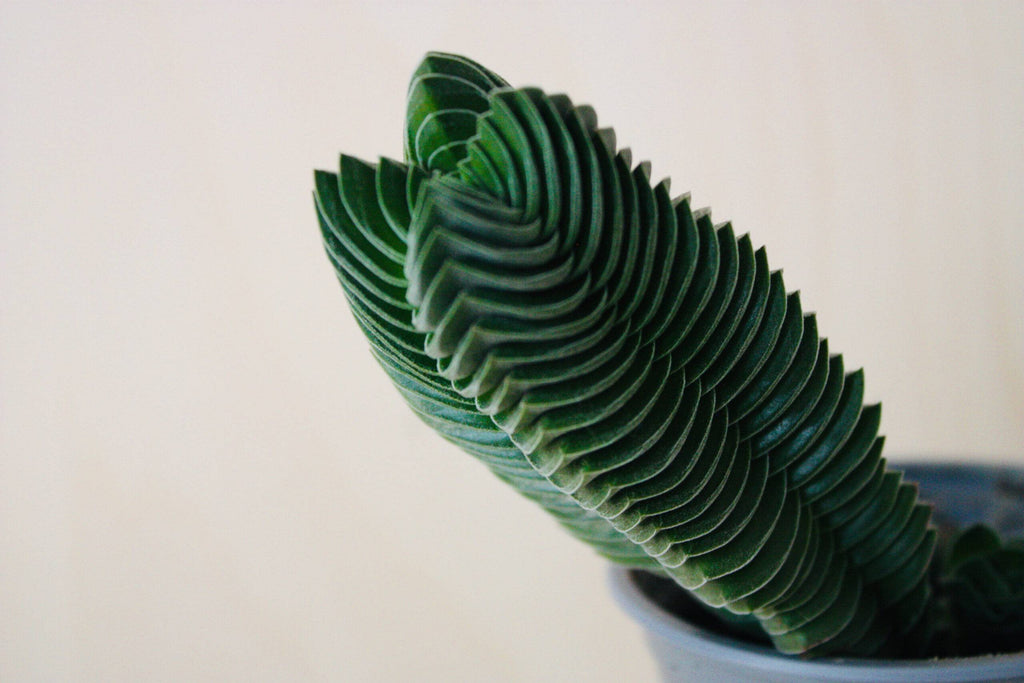 Crassula Buddha's Temple