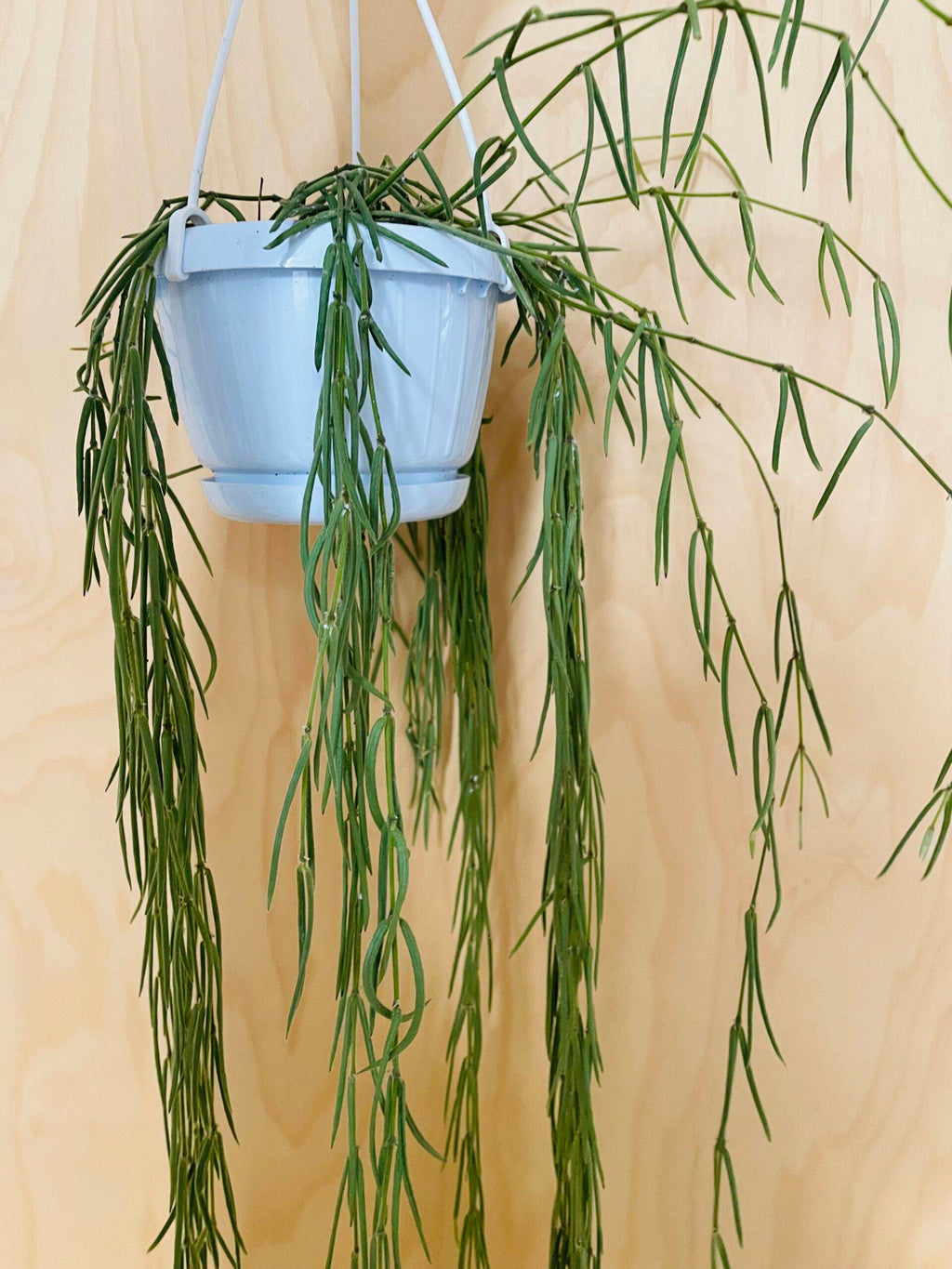 Hoya Linearis (wasbloem)