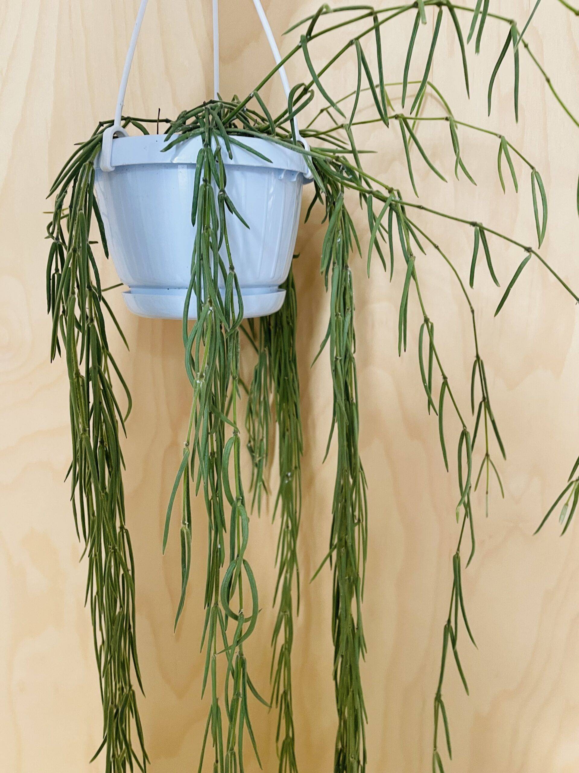 Hoya Linearis (wasbloem)