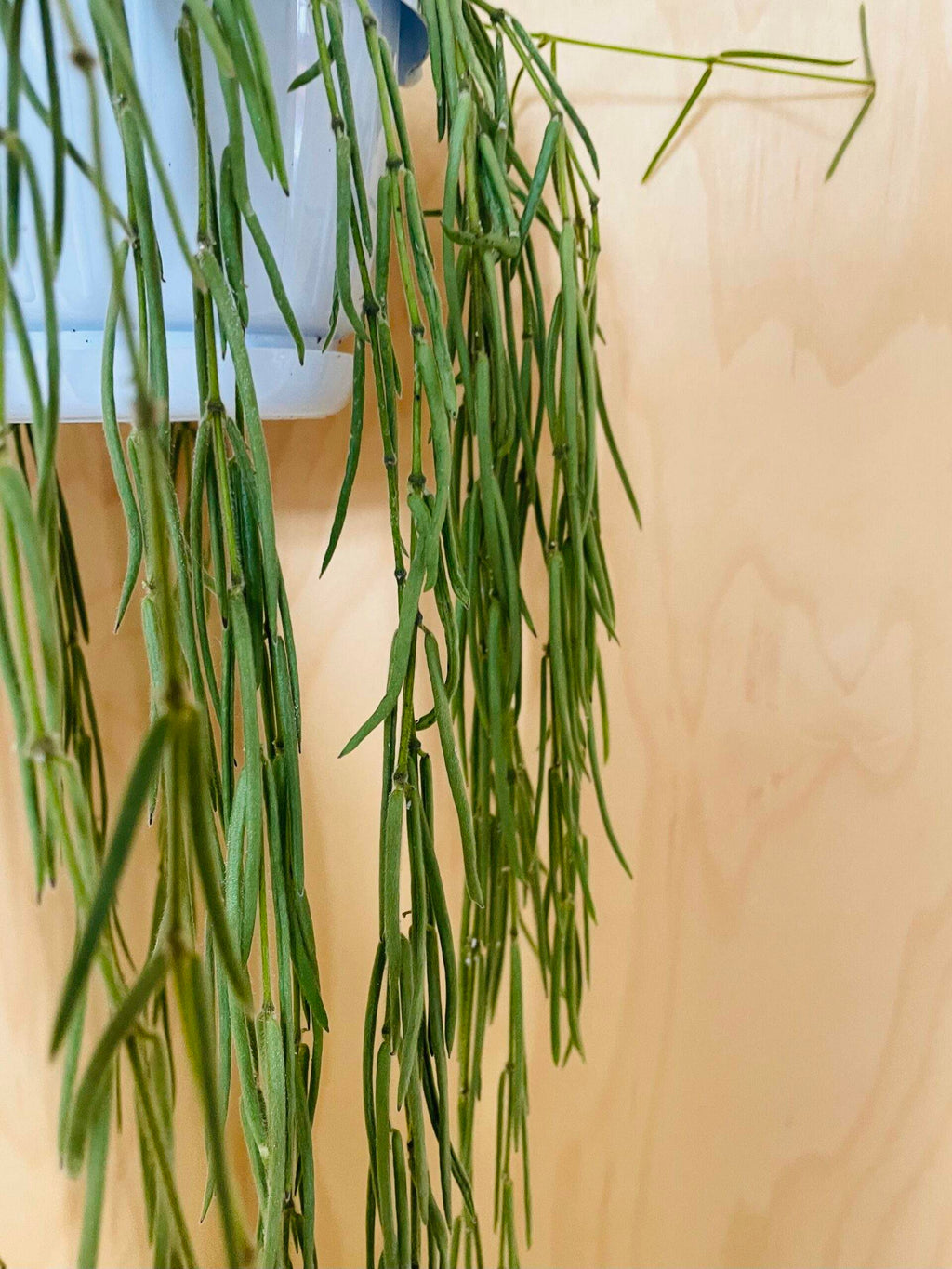 Hoya Linearis (wasbloem)