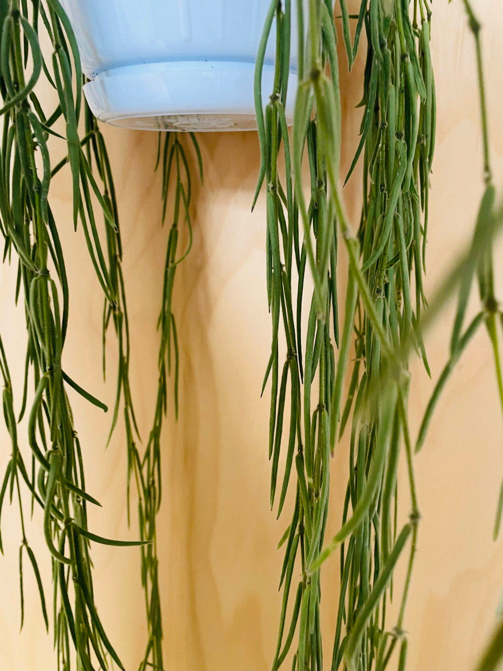 Hoya Linearis (wasbloem)