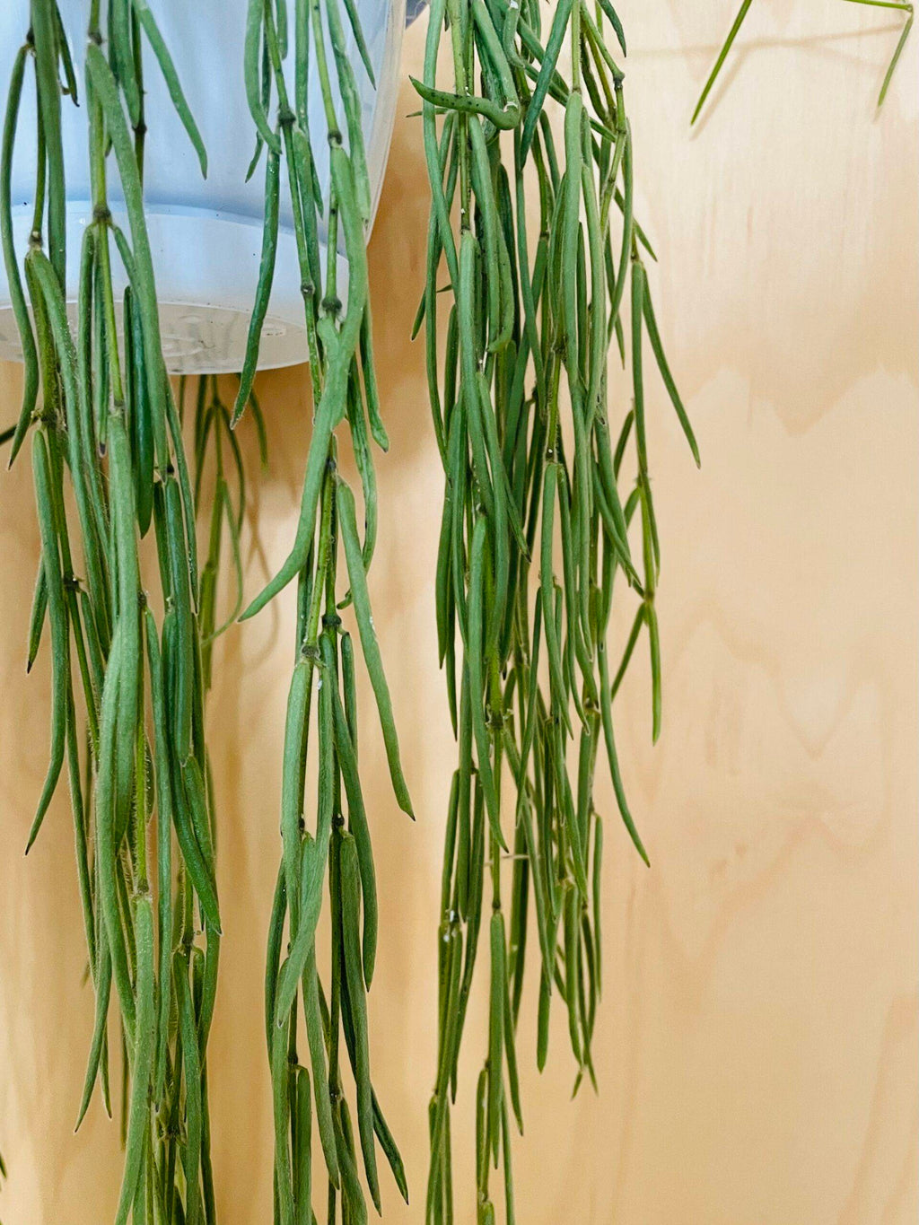 Hoya Linearis (wasbloem)