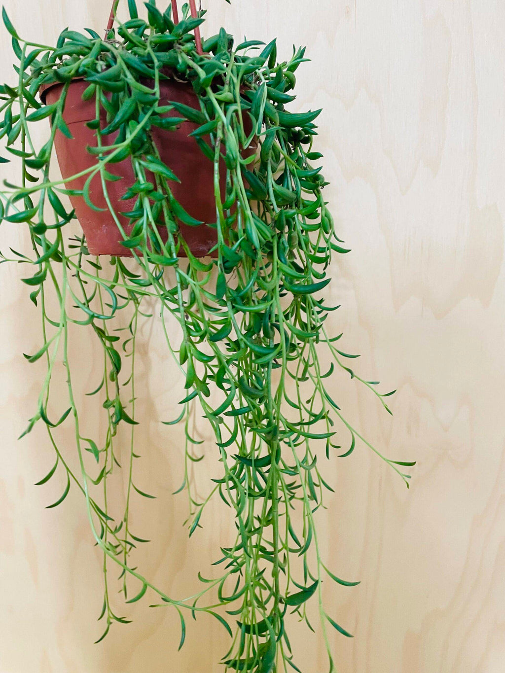 Senecio Radicans (String of Bananas)