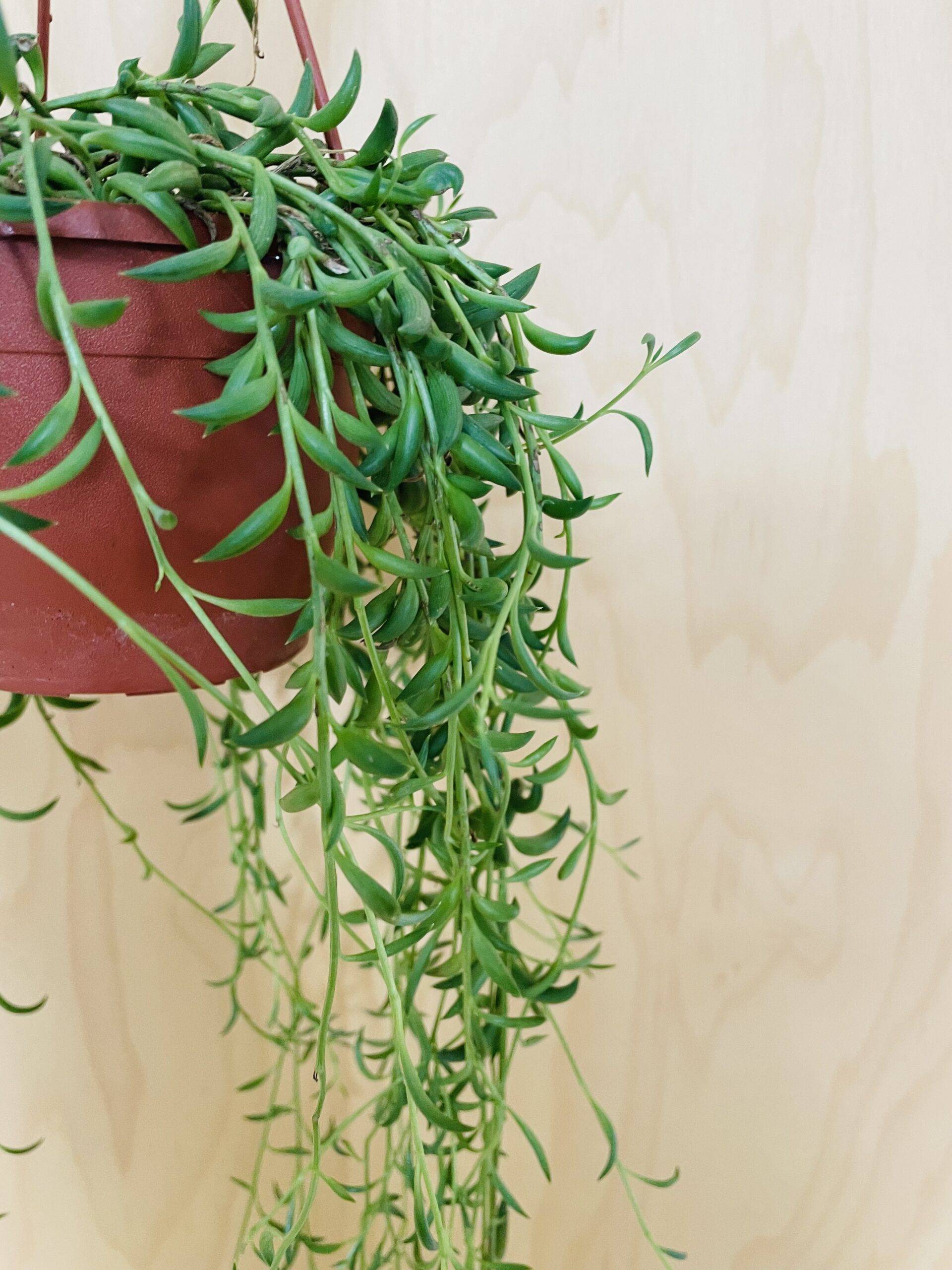 Senecio Radicans (String of Bananas)