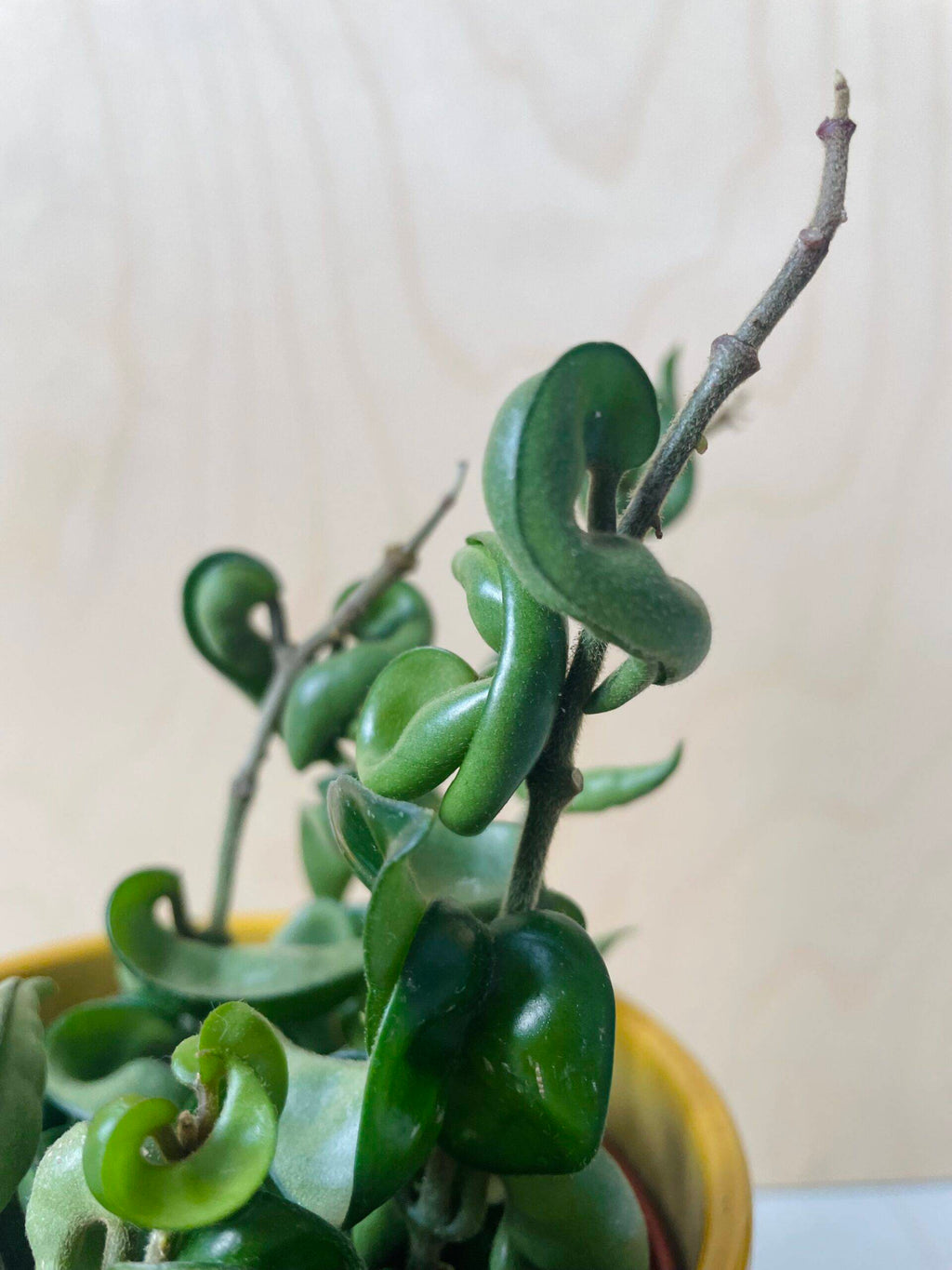 Hoya Carnosa Compacta (wasbloem)