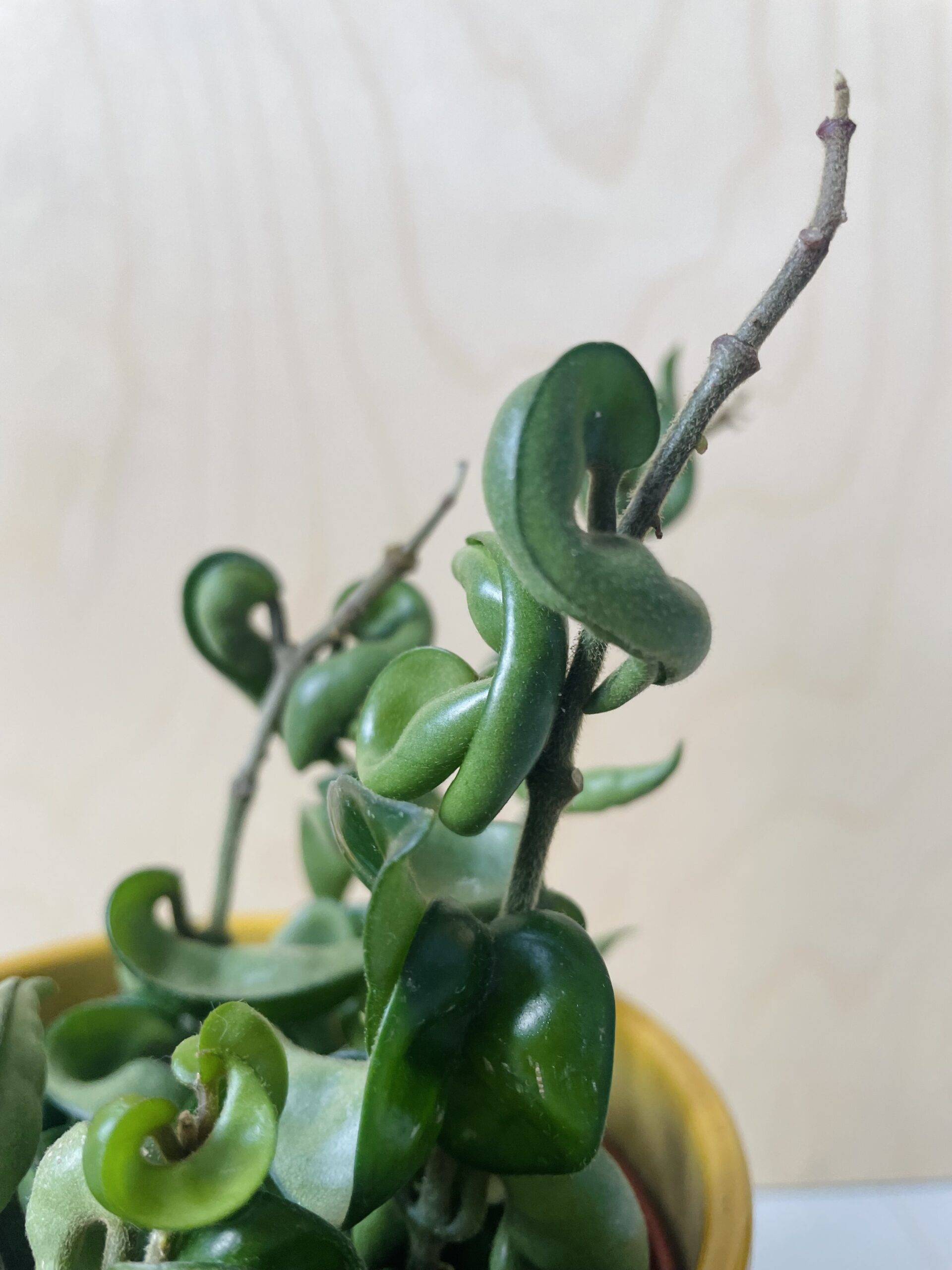 Hoya Carnosa Compacta (wasbloem)