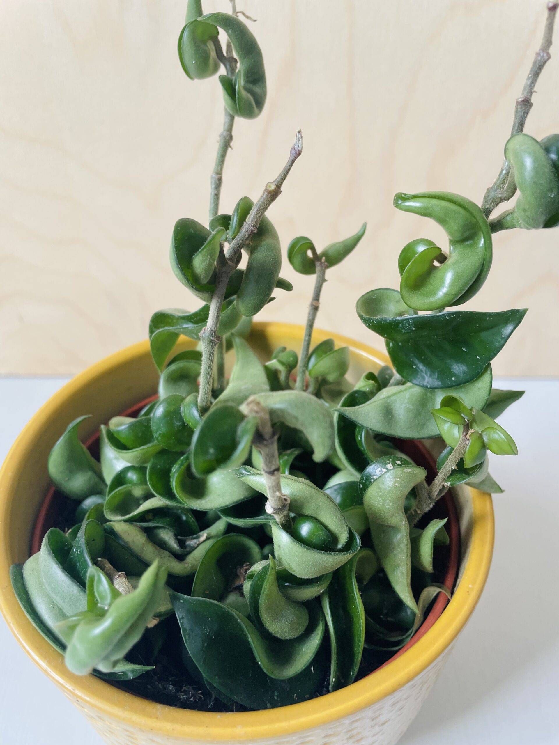 Hoya Carnosa Compacta (wasbloem)