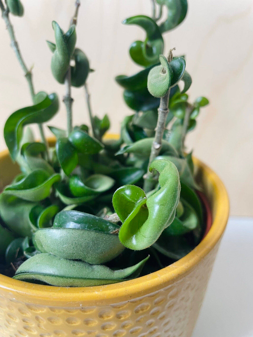 Hoya Carnosa Compacta (wasbloem)