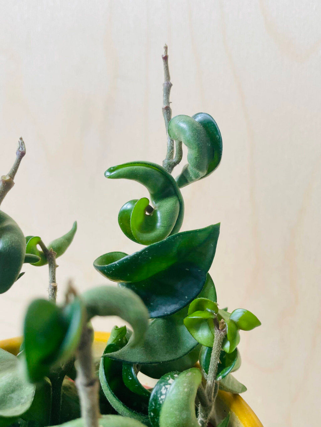 Hoya Carnosa Compacta (wasbloem)