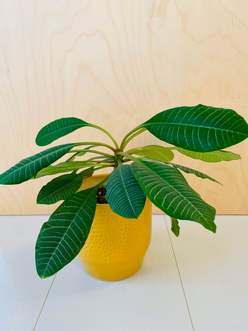 Euphorbia leuconeura (Madagascar Jewel)