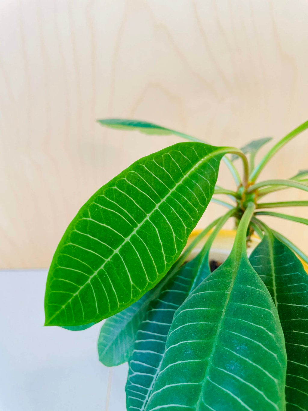 Euphorbia leuconeura (Madagascar Jewel)