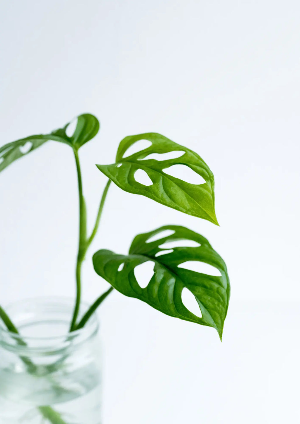 Monstera Adansonii 'Monkey Mask'