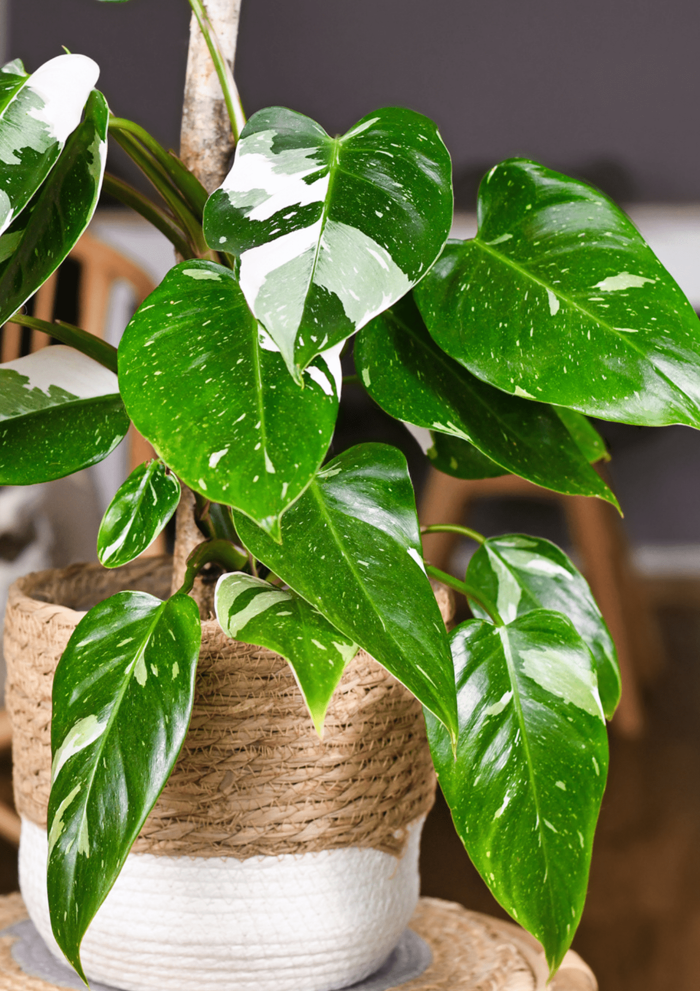 Philodendron White Princess