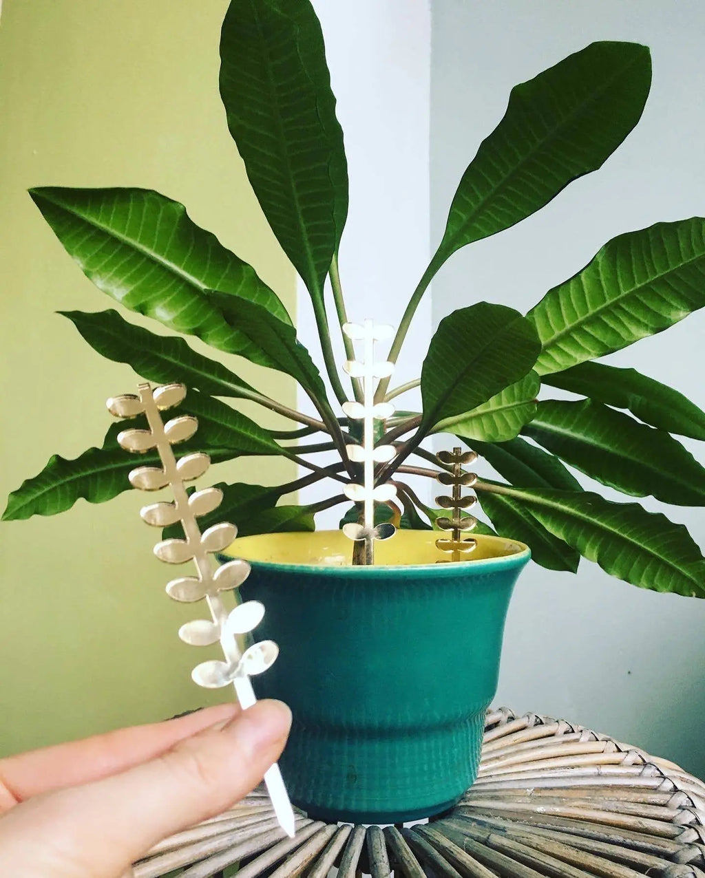 Plantensteun set Leaves