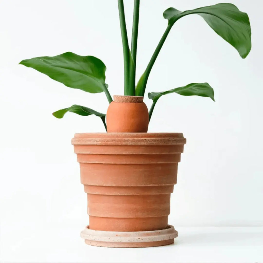 Plantcare routine - compleet verzorgingspakket voor planten