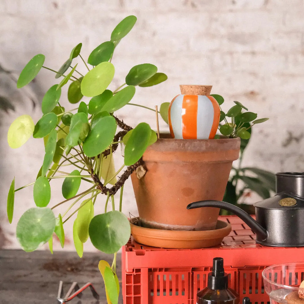Olla van Pepin (oranje en blauw gestreept)