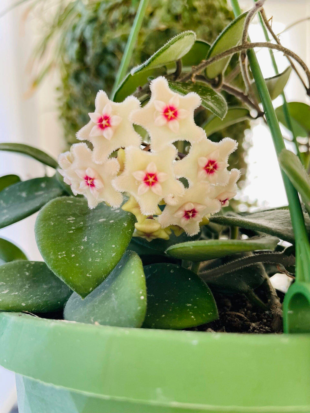 Hoya Mathilde (wasbloem)