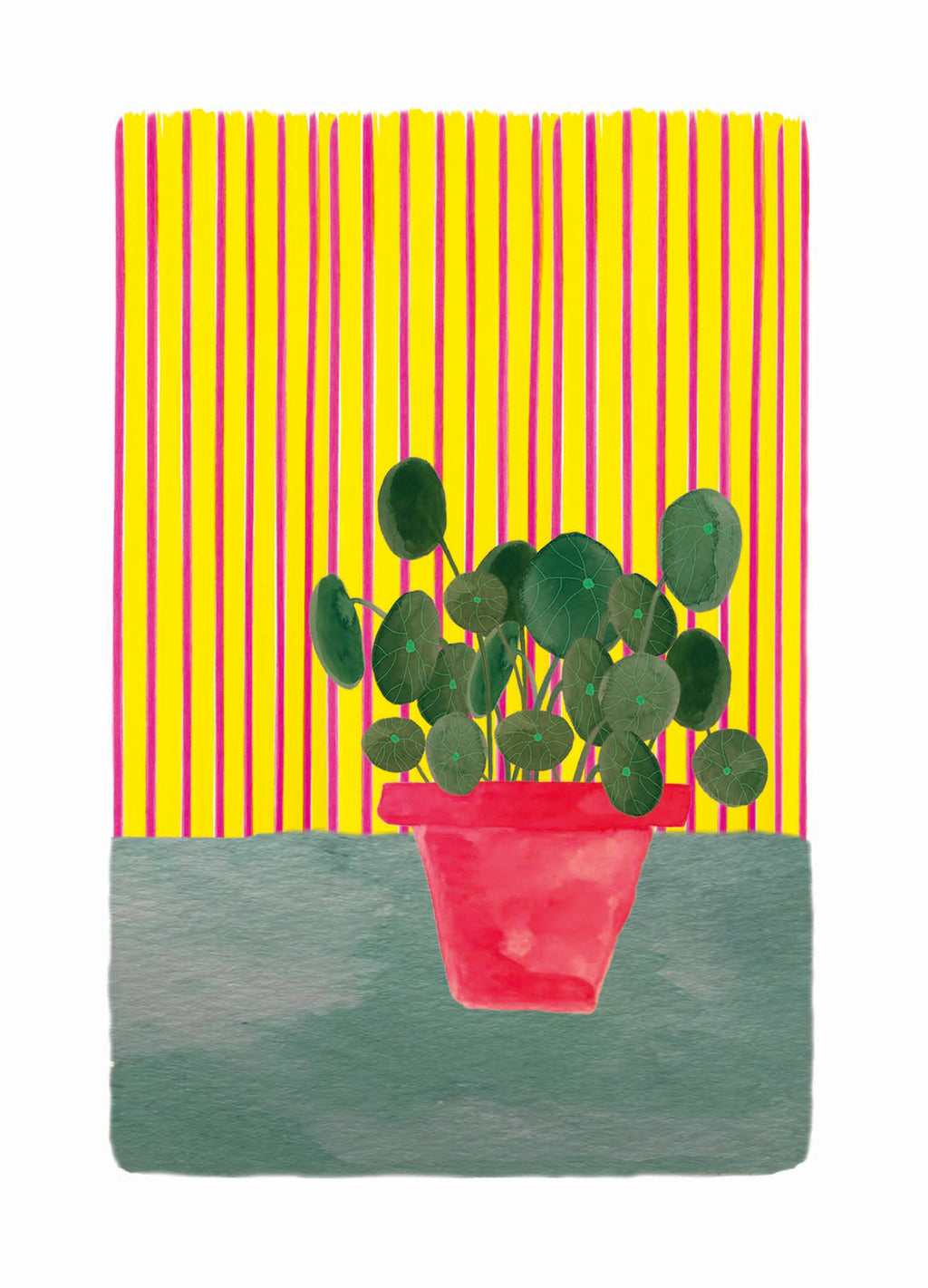 Ansichtkaart - Pannenkoekplant