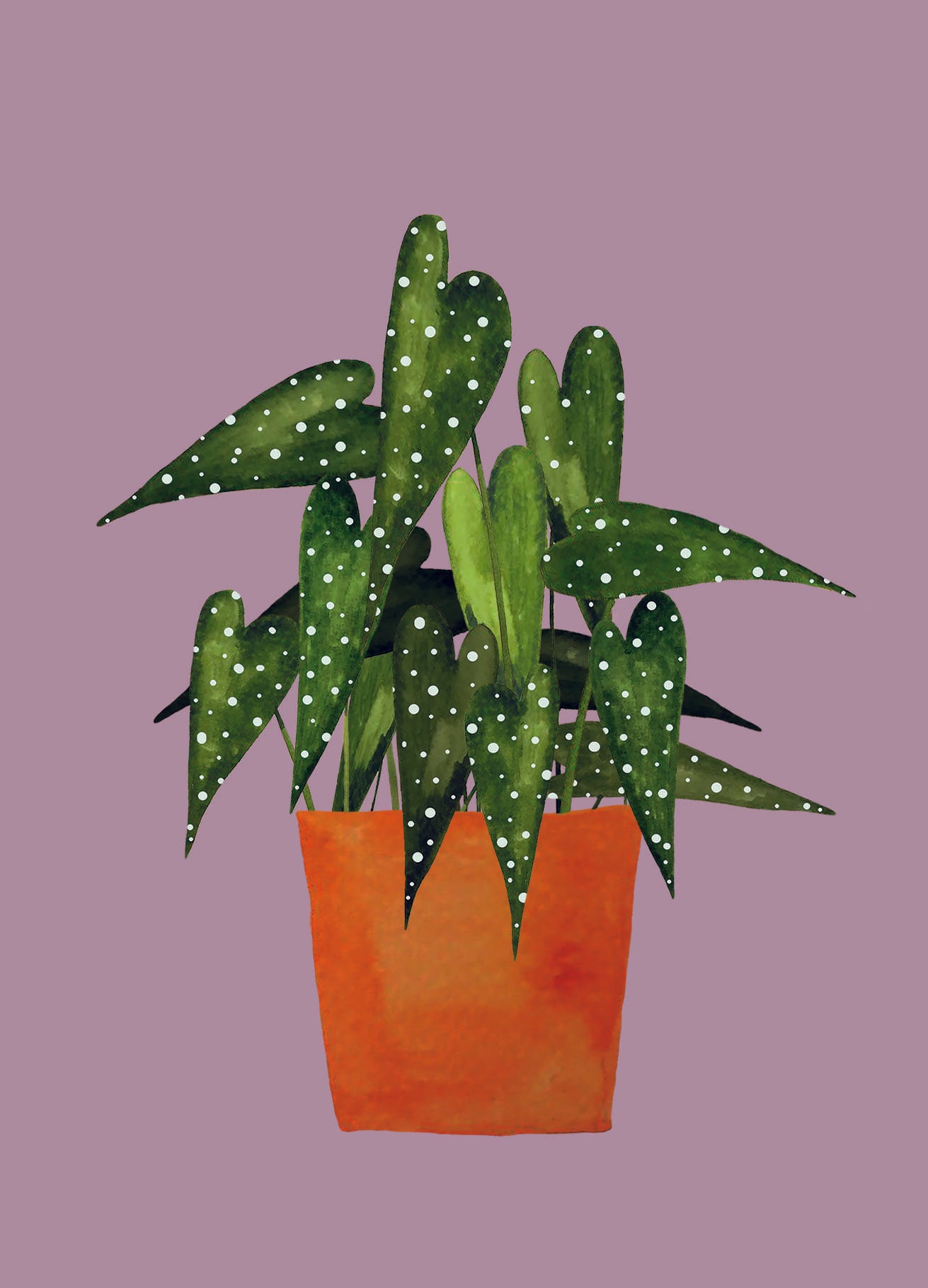 Ansichtkaart - Stippenplant