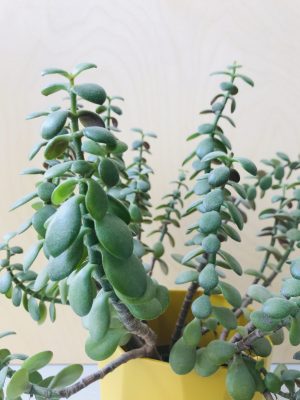 Crassula Ovata (Jadeplant)