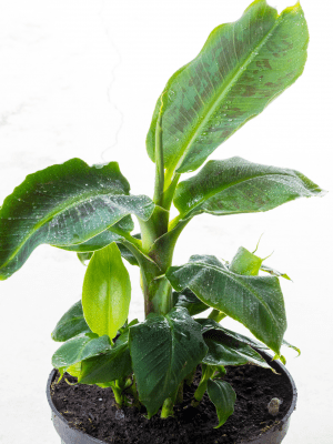 Musa Tropicana (bananenplant)