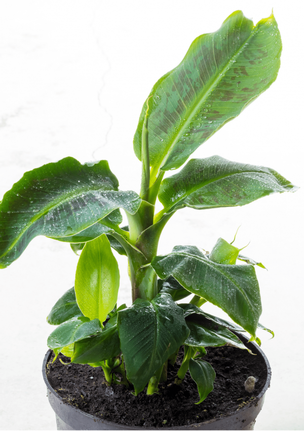 Musa Tropicana (bananenplant)